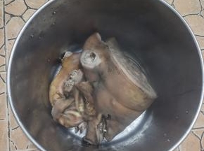 把处理干净的猪头，猪蹄，猪耳朵一起放进钢筋锅里！
