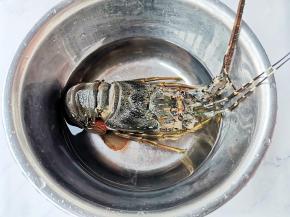 小青龙浸泡半小时刷洗干净，