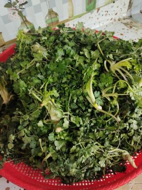 这是晾了一天一夜的香菜！水分都晾干了！