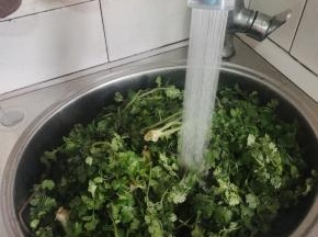 香菜放在水龙头下冲洗干净！
