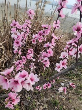 小区后山上的桃花开了，摘一些回来，复刻一下花千骨经常给白子画做的那个桃花羹！