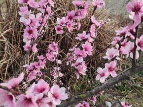 小区后山上的桃花开了，摘一些回来，复刻一下花千骨经常给白子画做的那个桃花羹！