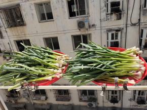 放在筛网上，晾晒一天！晾干蒜苗里面的水分！