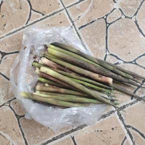 清明节出去玩儿，在山上掰了一点嫩竹笋！