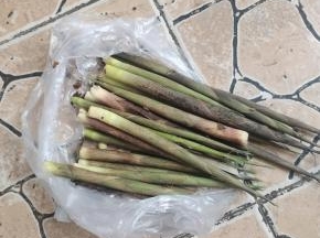 清明节出去玩儿，在山上掰了一点嫩竹笋！