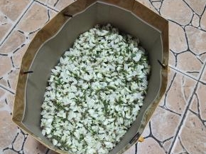 忙碌了两个小时才摘了这么一点槐花，手都扎破了！