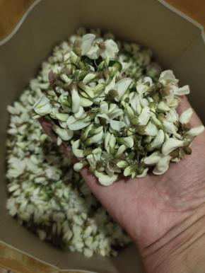 每个槐花都是刚刚才开的，特别的鲜嫩！