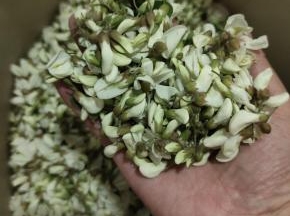 每个槐花都是刚刚才开的，特别的鲜嫩！