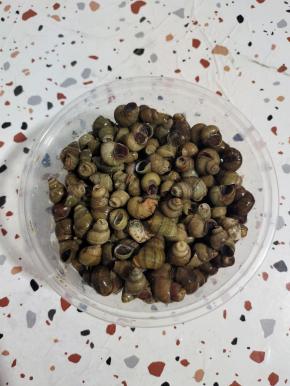 这是今天早上一大早在菜市场花了10元钱买的2斤田螺！这个田螺的尾巴已经叫老板提前剪好了！尾巴不剪掉的话，不容易入味儿！