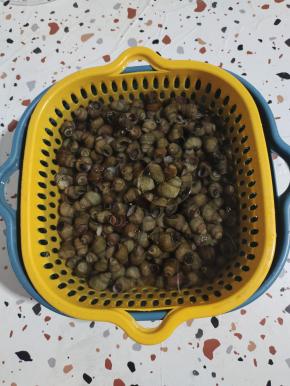 往田螺里面倒入多一点的清水！再加入一勺盐，滴入几滴油！下手搅拌均匀，把田螺浸泡半个小时，让它吐出泥沙！