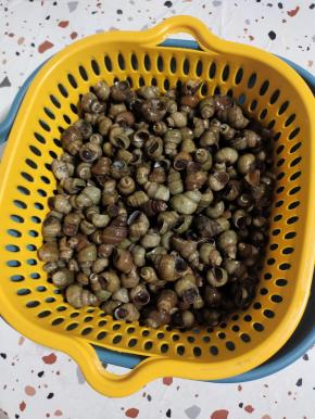 捞出控干水分备用！