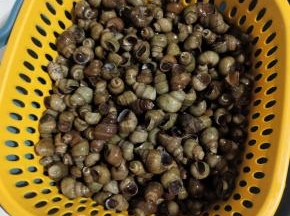 捞出控干水分备用！