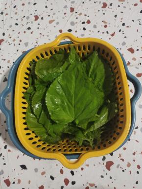 嫩桑叶清洗干净，控干水分备用！