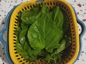 嫩桑叶清洗干净，控干水分备用！