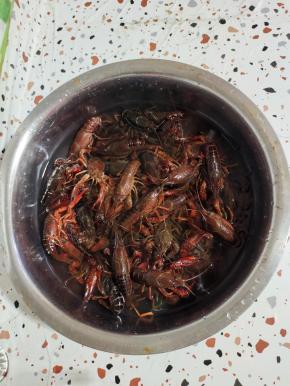 小龙虾买回来倒在大盆里，放入两勺盐，滴几滴油，浸泡一个小时！把小龙虾肚子里的脏东西弄出来！