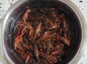 小龙虾买回来倒在大盆里，放入两勺盐，滴几滴油，浸泡一个小时！把小龙虾肚子里的脏东西弄出来！
