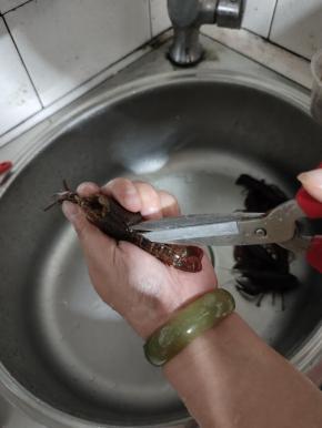 再用剪刀把小龙虾背部剪一下，给它开背！这样烧制的时候更容易入味儿，吃的时候也好剥开！