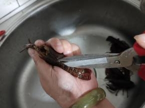 再用剪刀把小龙虾背部剪一下，给它开背！这样烧制的时候更容易入味儿，吃的时候也好剥开！