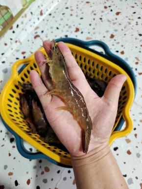 看看个头还挺大的！