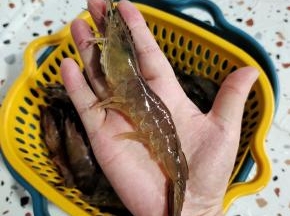 看看个头还挺大的！