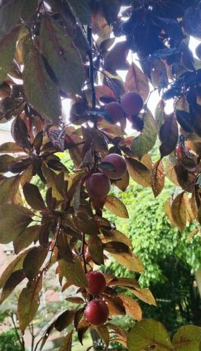 楼下公园里的景观树“红叶李”成熟了，酸酸甜甜的，味道还不错！