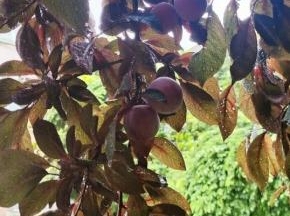 楼下公园里的景观树“红叶李”成熟了，酸酸甜甜的，味道还不错！