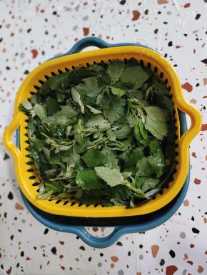 刚摘回来的灰灰菜加盐水浸泡10分钟，清洗干净！