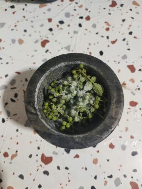 兑窝里放入少许新鲜的花椒，再放入一勺盐！(这样很容易把新鲜花椒捣碎，还不会蹦的到处都是！)