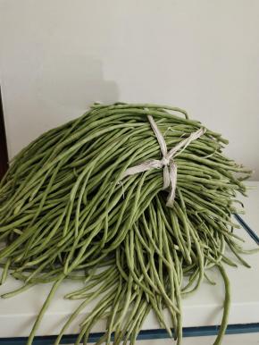 今天去乡下买了20斤嫩豇豆回来，腌制酸豆角！