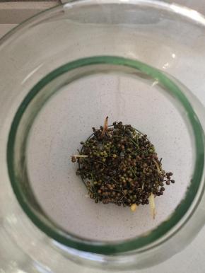 在无油无水的玻璃瓶底部，先放一点新鲜花椒，这样吃的时候，花椒在下面，黄豆再上面，好取！