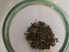 在无油无水的玻璃瓶底部，先放一点新鲜花椒，这样吃的时候，花椒在下面，黄豆再上面，好取！