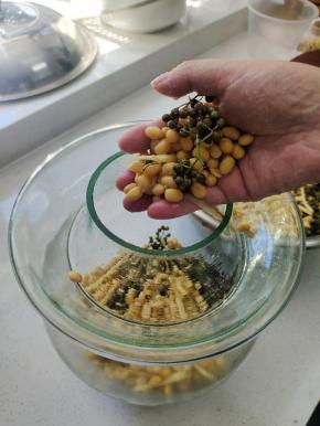 把翻拌好的黄豆装进玻璃瓶里！