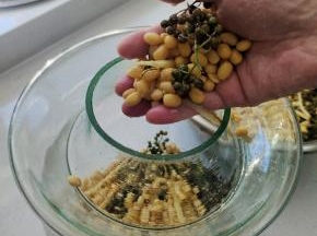 把翻拌好的黄豆装进玻璃瓶里！