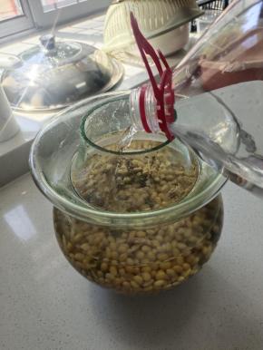 倒入适量的矿泉水！(矿泉水要把黄豆全部淹没住才可以哦！没有矿泉水的也可以用凉开水来泡麻豆！)