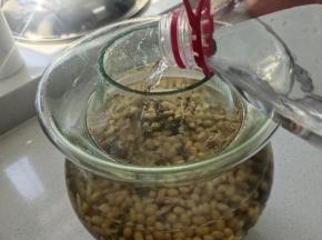 倒入适量的矿泉水！(矿泉水要把黄豆全部淹没住才可以哦！没有矿泉水的也可以用凉开水来泡麻豆！)