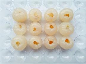 整齐的摆放在冰格上，