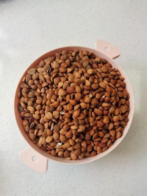 在乡下农家买的杏仁！今年的杏仁好贵啊，一斤要25元钱呢！