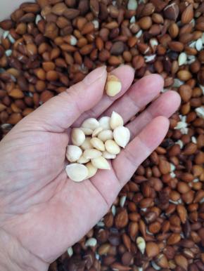 轻轻的用手指一捻，杏仁就很好的蜕皮了！(这是一个费时间的细致活！要有耐心，慢慢来哦！）