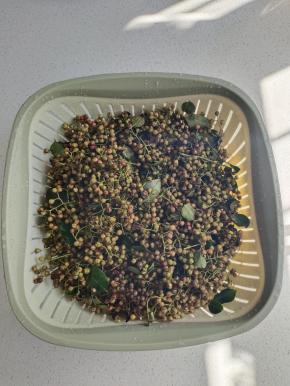 新鲜花椒清洗干净，晾干水分备用！