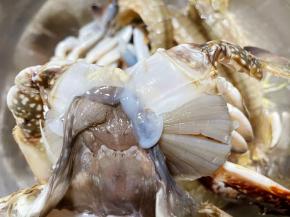 螃蟹去掉后腮剥开蟹盖，摘去螃蟹两侧蟹腮清洗干净。